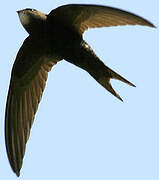 Common Swift