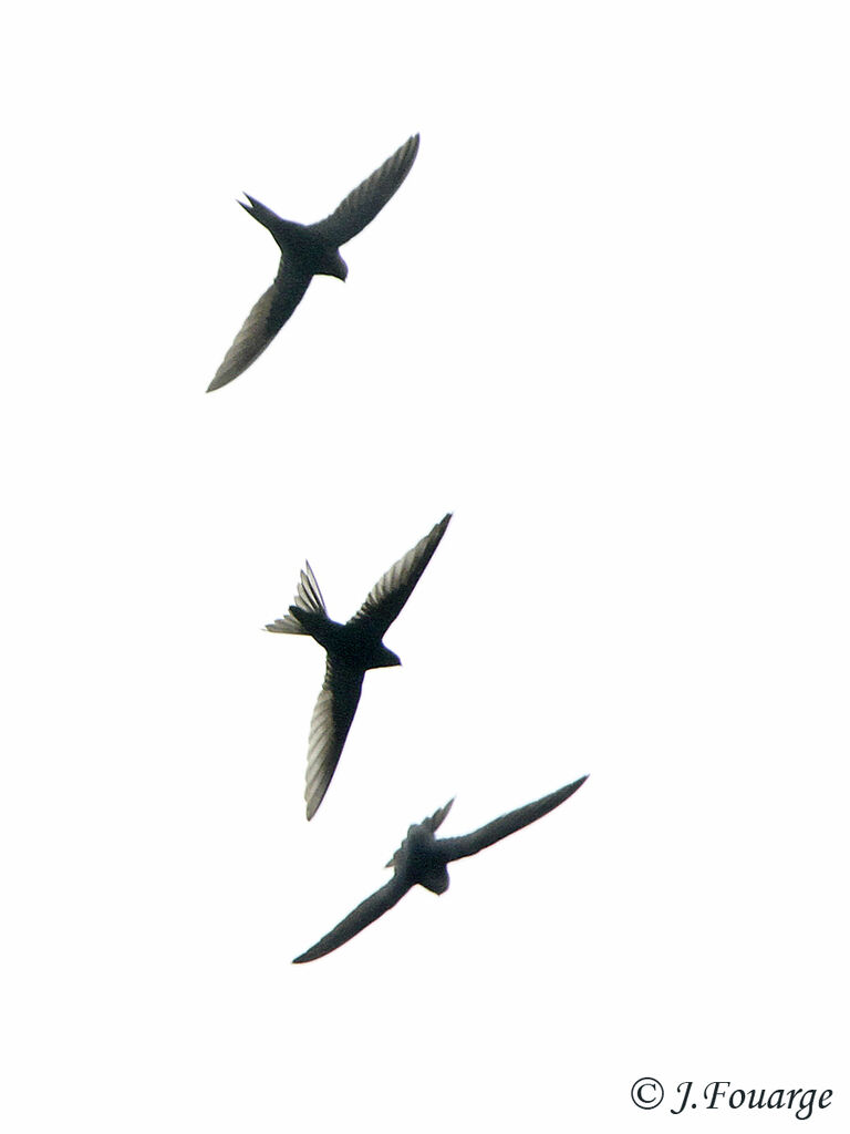 Common Swift, Flight