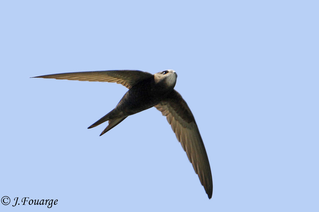 Common Swiftadult, Flight