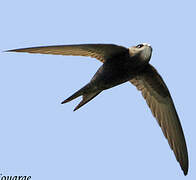 Common Swift