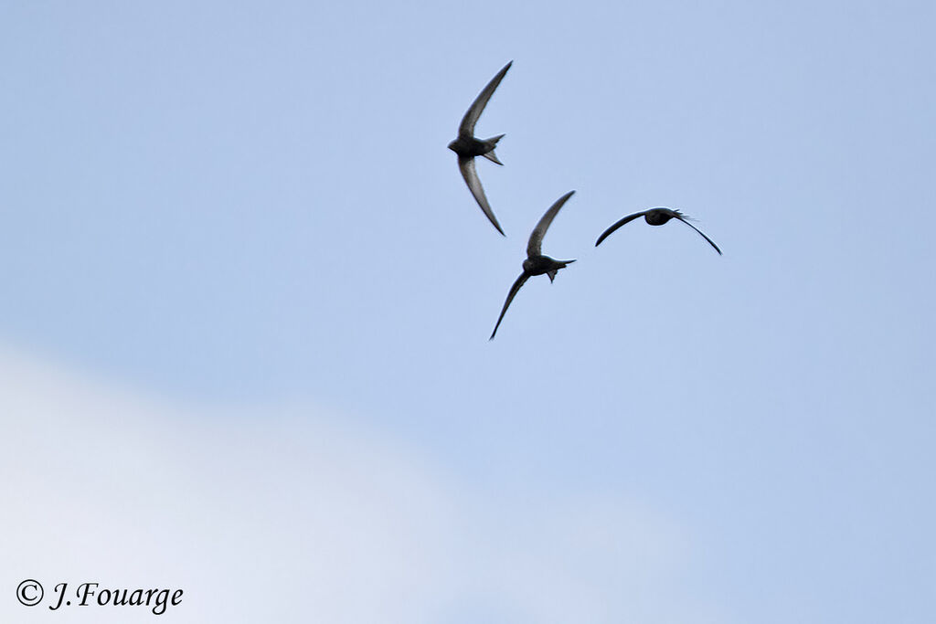 Common Swiftadult, identification, Flight, Behaviour