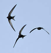 Common Swift