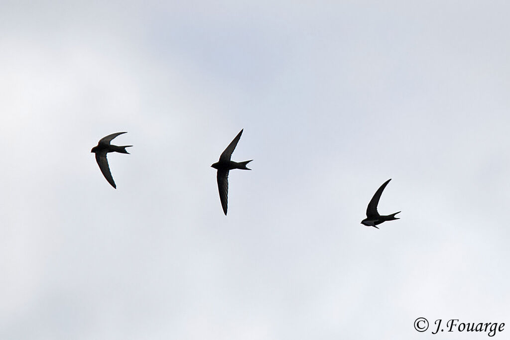 Common Swiftadult