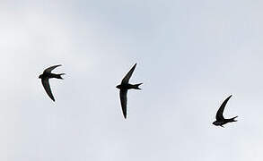 Common Swift