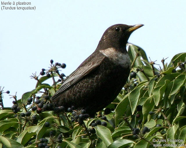 Ring Ouzel