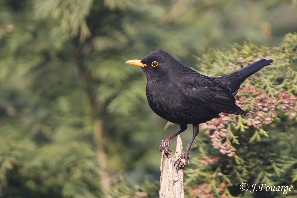 Common Blackbird male adult, identification