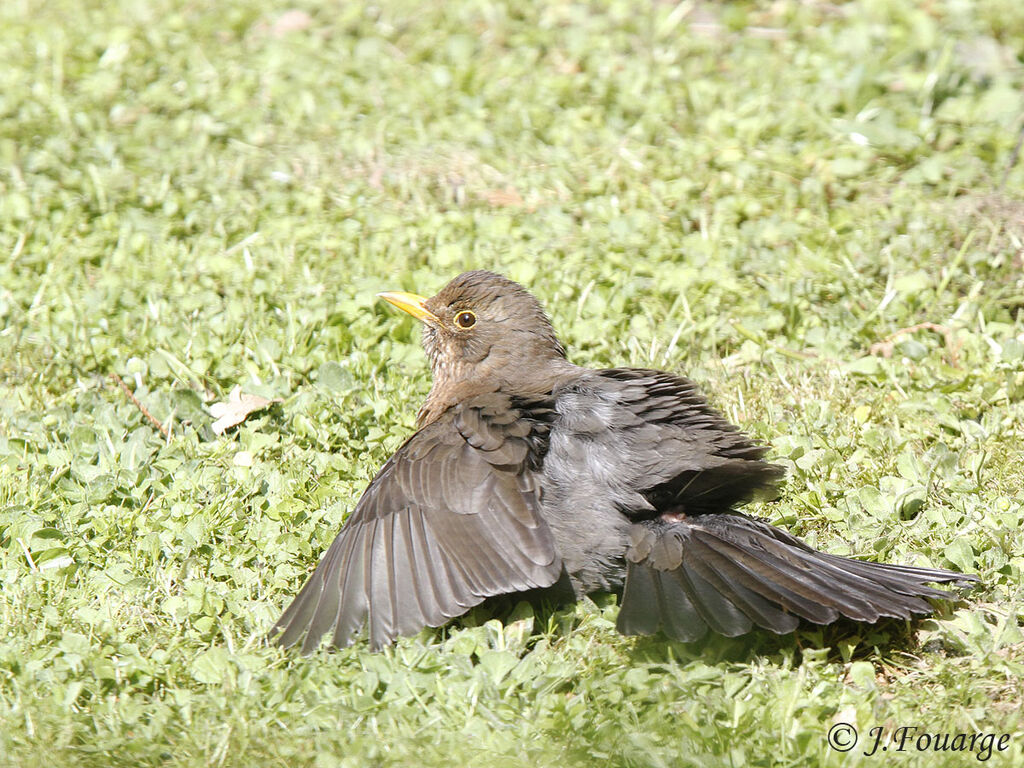 Common Blackbird female adult, identification, Behaviour