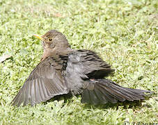 Common Blackbird