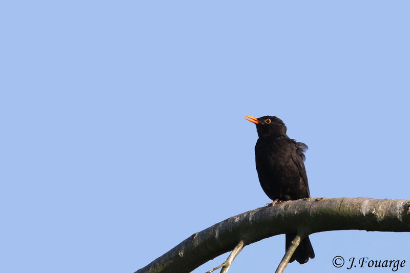 Common Blackbird male adult, identification, song