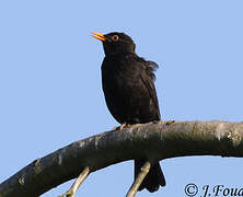 Common Blackbird