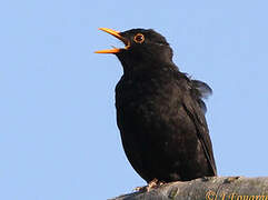 Common Blackbird