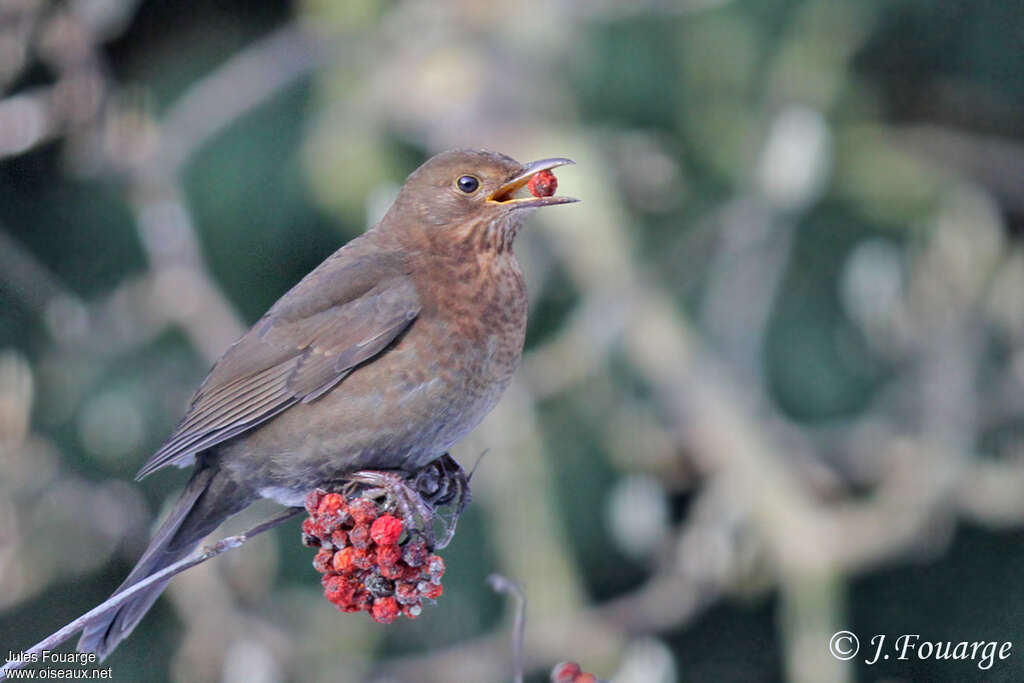 Common Blackbird female Second year, identification, feeding habits