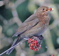 Common Blackbird