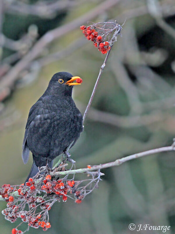 Common Blackbird male adult, identification, feeding habits