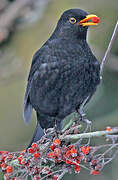 Common Blackbird