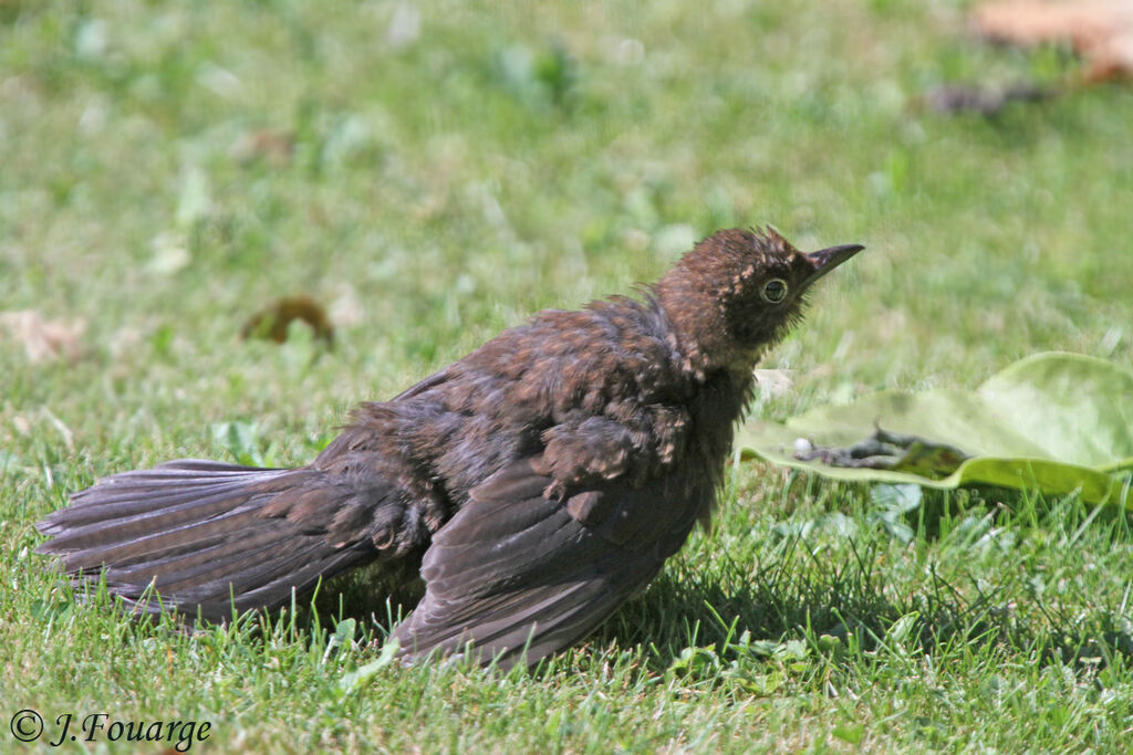 Common Blackbird female, identification