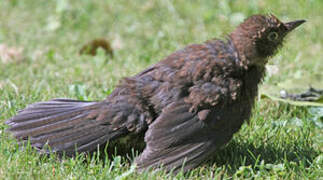 Common Blackbird