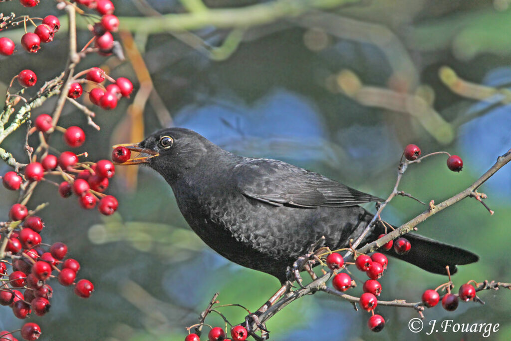 Merle noir mâle, identification, régime, Comportement