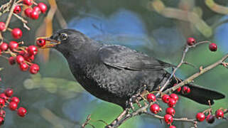 Common Blackbird