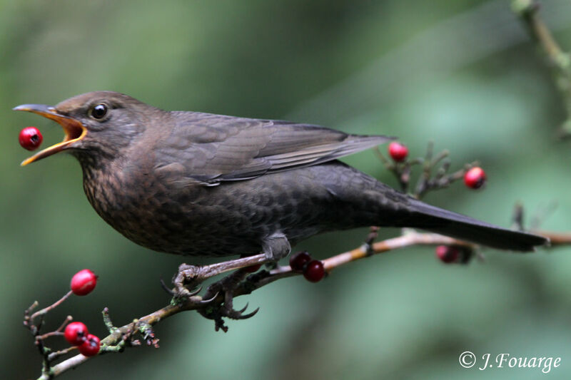 Common Blackbird female First year, identification, feeding habits