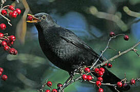 Common Blackbird