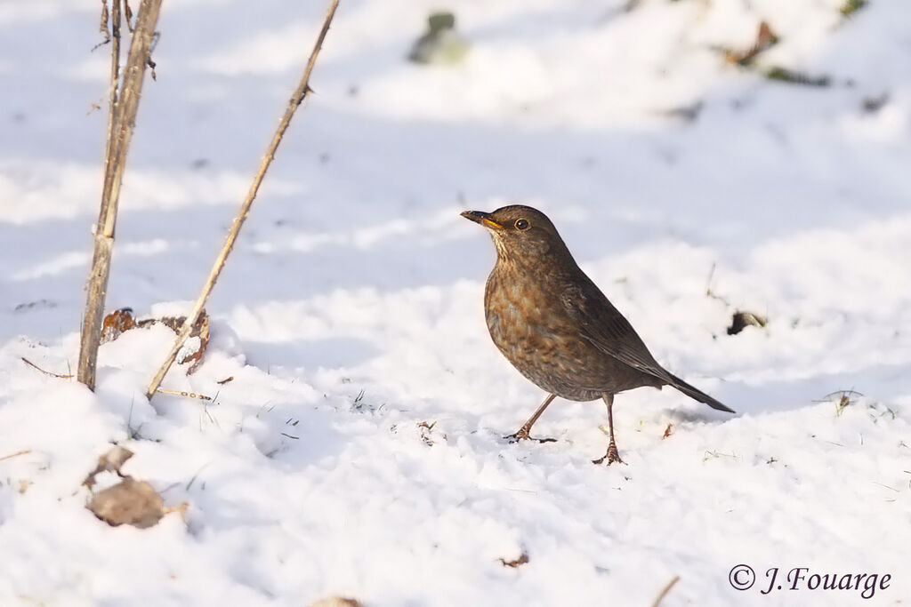 Common Blackbird female Second year, identification