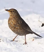 Common Blackbird