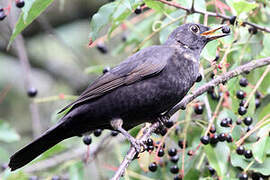 Common Blackbird