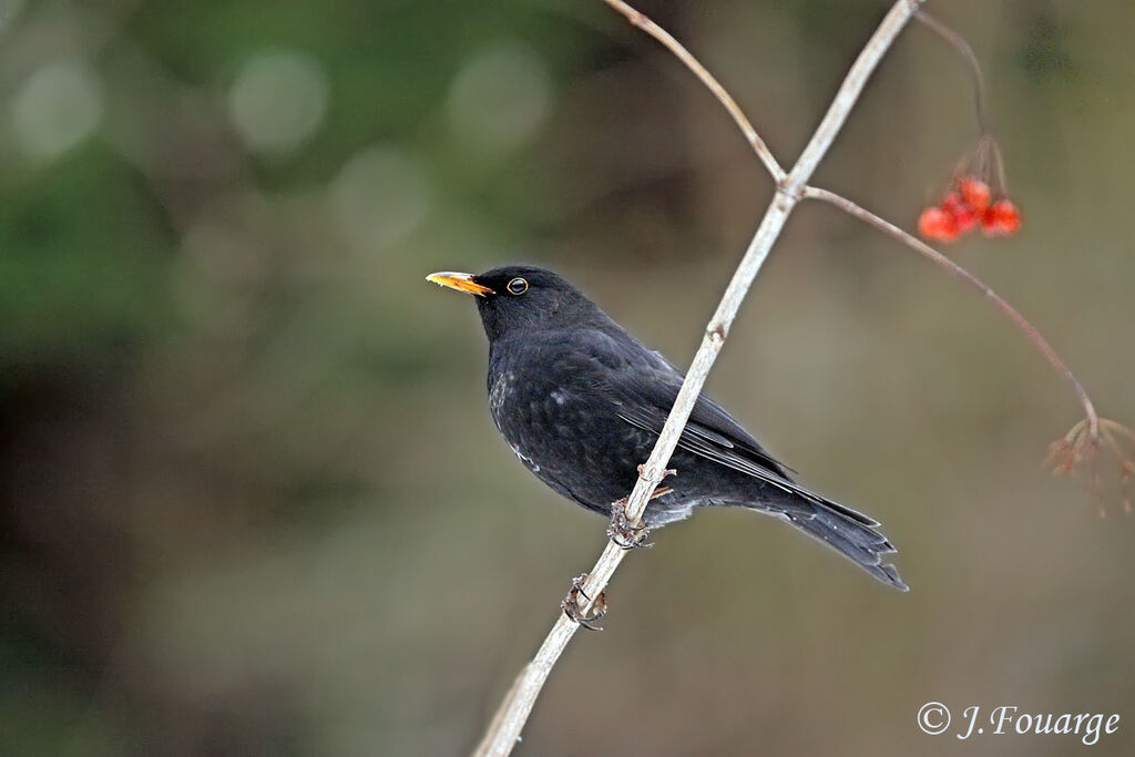 Merle noir mâle adulte, identification