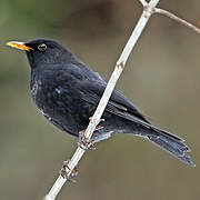 Common Blackbird