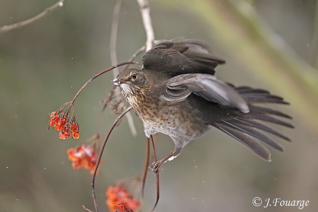 Common Blackbird female adult, identification, feeding habits