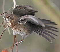 Common Blackbird