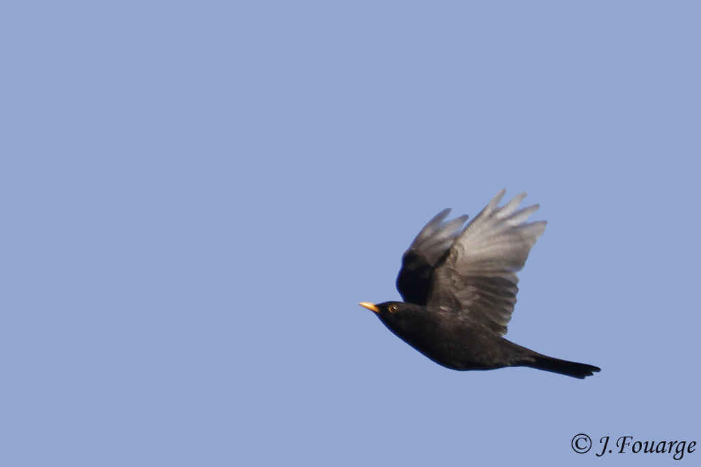 Common Blackbird male adult, Flight