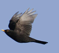 Common Blackbird