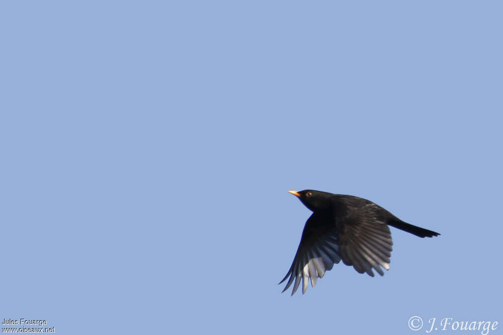 Common Blackbird male adult, Flight