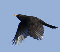 Common Blackbird