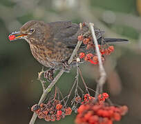 Common Blackbird