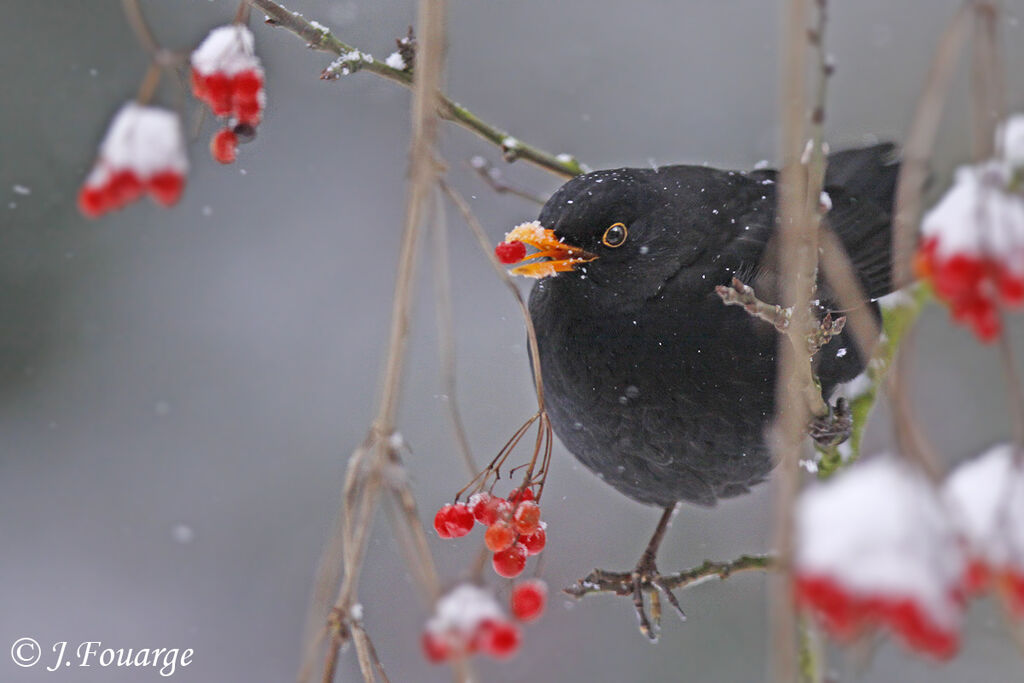 Common Blackbird male adult, feeding habits