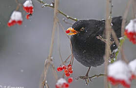 Common Blackbird