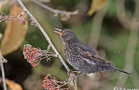 Common Blackbird