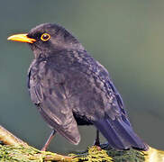 Common Blackbird