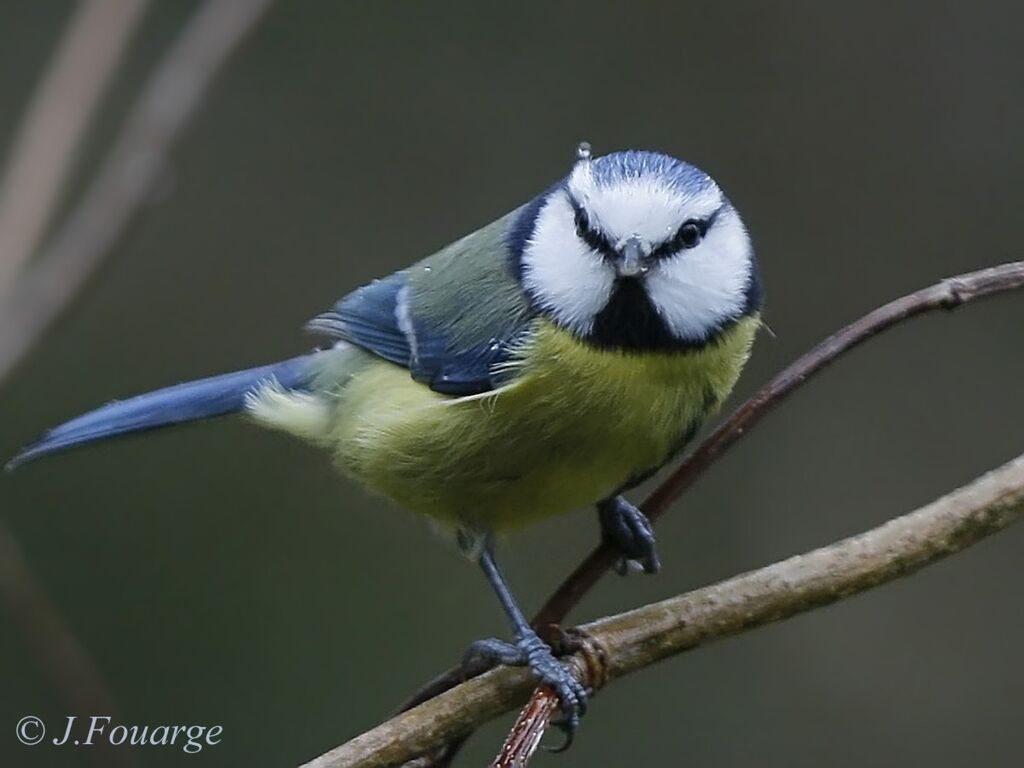 Mésange bleue