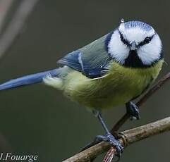 Mésange bleue