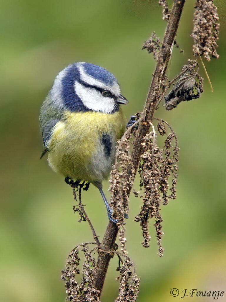 Mésange bleue