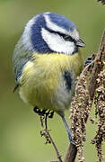 Eurasian Blue Tit