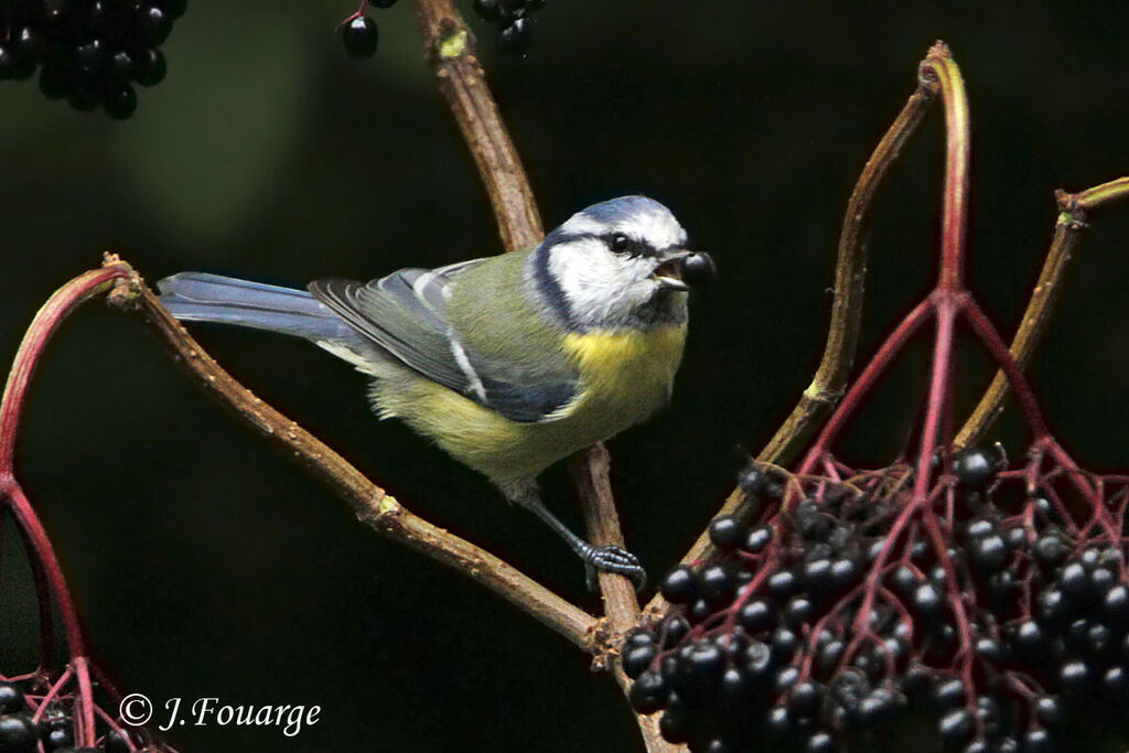 Eurasian Blue Tit, feeding habits