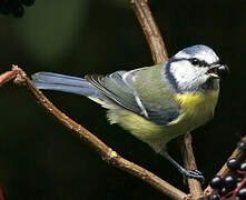 Eurasian Blue Tit