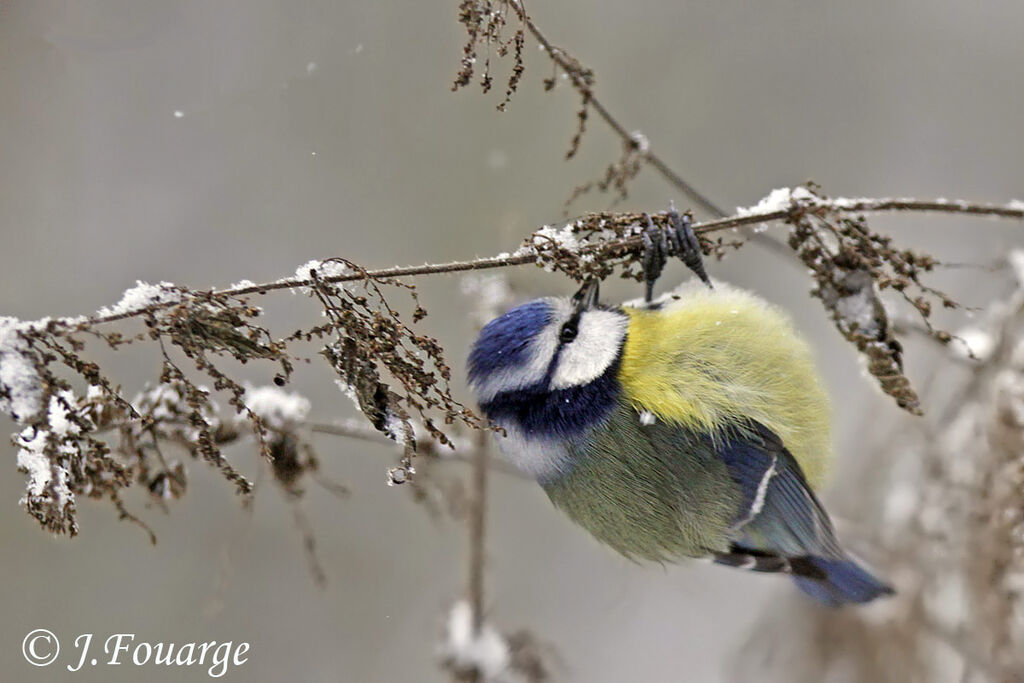 Eurasian Blue Tit, feeding habits, Behaviour