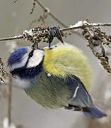 Mésange bleue