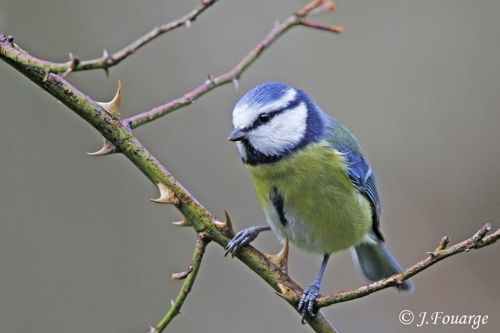 Mésange bleue